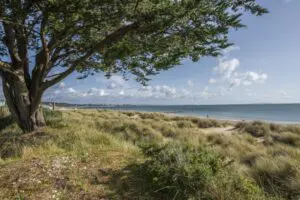 Hook Sands Thumb