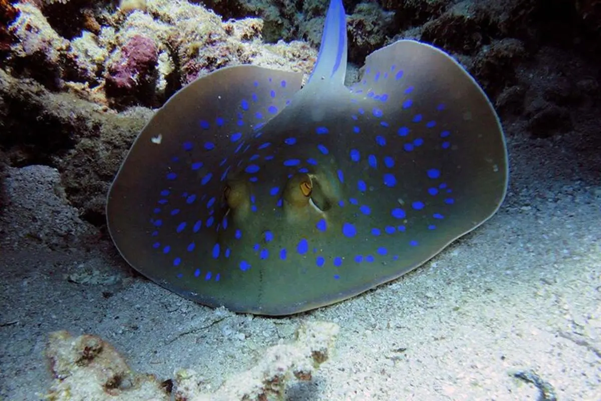 SEA LIFE Adventure Park