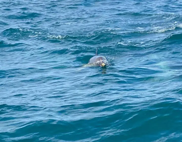 Torquay Coastal RIB Seafari