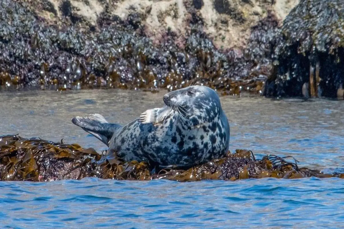 Torquay Coastal RIB Seafari