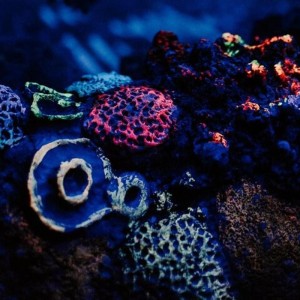 SEA LIFE Adventure Park Thumb