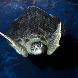 SEA LIFE Adventure Park Thumb