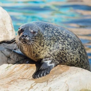 SEA LIFE Adventure Park Thumb