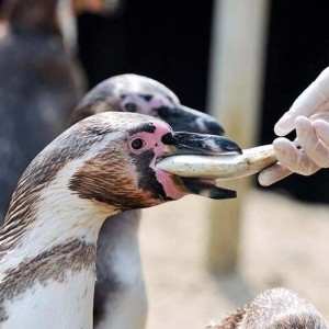 SEA LIFE Adventure Park Thumb