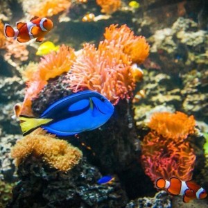 SEA LIFE Adventure Park Thumb