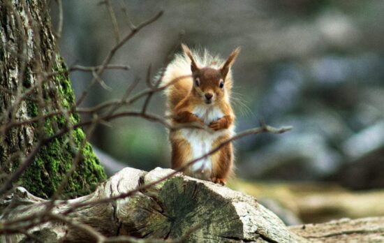 Red squirrel on Brownsea Island